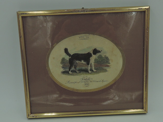 Antique Hand Colored Engraving Water Spaniel Dog J. Wheble Print 1812 Framed